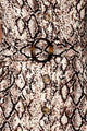 Wild Beauty Snake Print Belted Mini Dress
